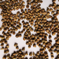 Graines de Carpinus henryana - Semences du Puy