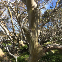 Eucalyptus alpina par mousson0 de Wikimedia commons
