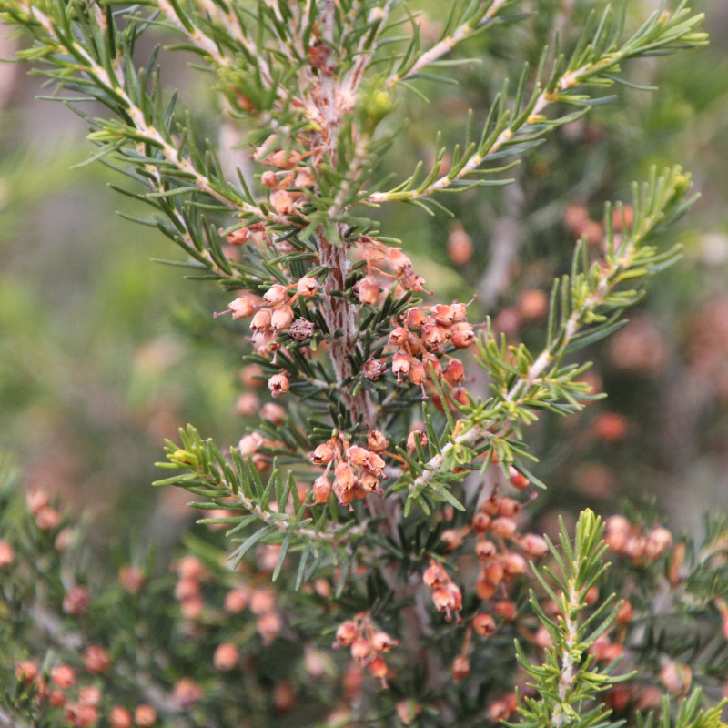 graines-de-bruy-re-balais-vente-en-ligne-semences-d-erica-scoparia