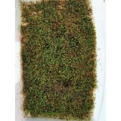Graines de Buddleia davidii en germination /1 gramme - Semences du Puy
