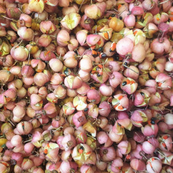 Graines d'Euonymus grandifolia par Semences du Puy