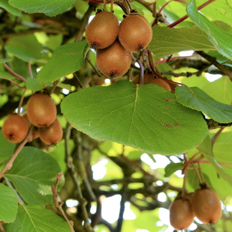 Actinidia chinensis par Buecherwurm_65 Pixabay Actinidia chinensis par Buecherwurm_65 Pixabay