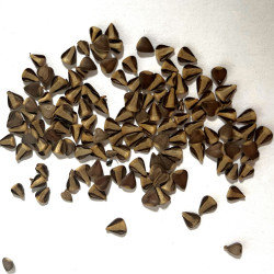 Graines d'Aristolochia fimbriata par Semences du Puy