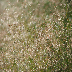 Agrostis capillaris Pixabay