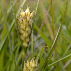 Carex hirta Stemonitis Wikimedia