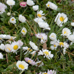 Bellis perennis par jhenning de Pixabay