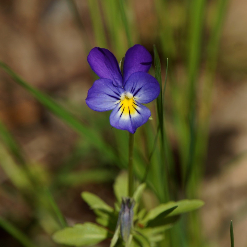 Graines de Pensée sauvage - Semences de Viola tricolor