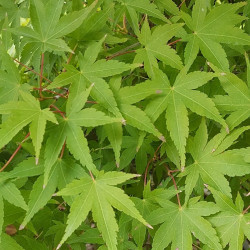 Acer palmatum Semences du Puy
