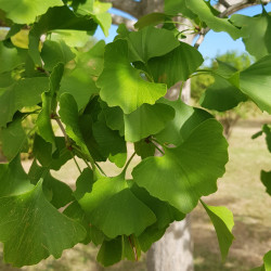 Ginkgo biloba 5 Semences du Puy