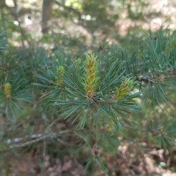 Pinus sylvestris Semences du Puy