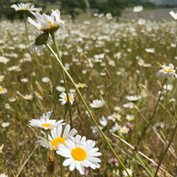 Leucanthemum ircutianum par Semences du Puy