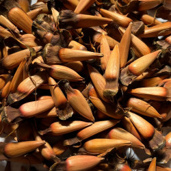 Araucaria araucana graines Semences du Puy