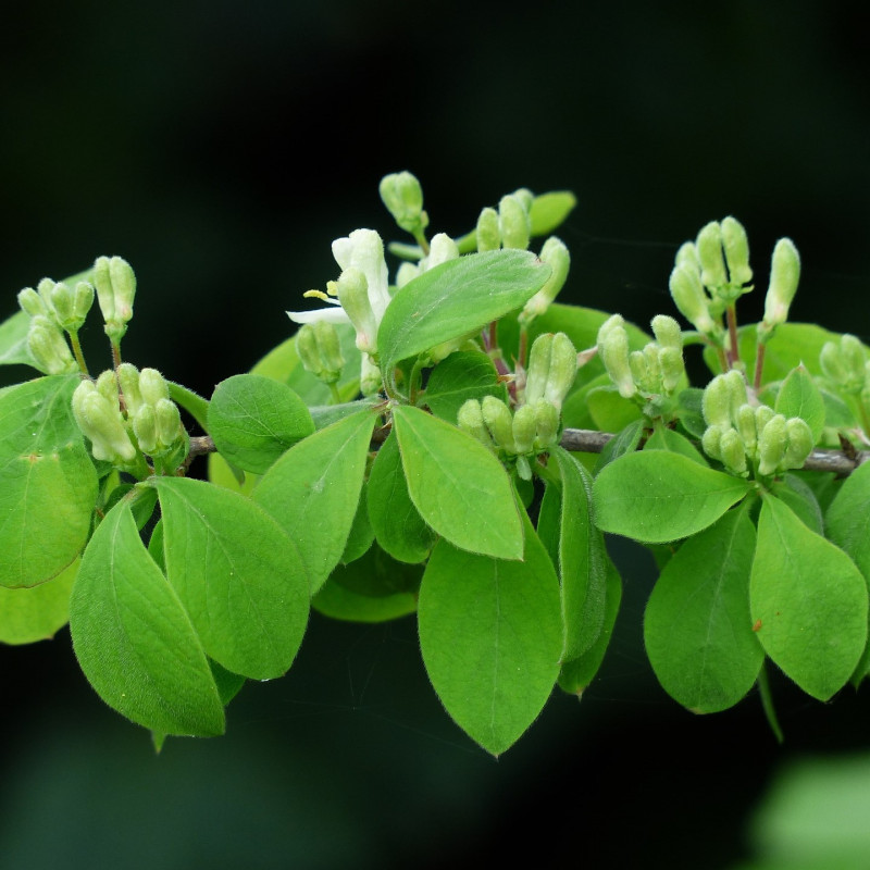Lonicera xylosteum de PIXABAY Lonicera xylosteum de PIXABAY
