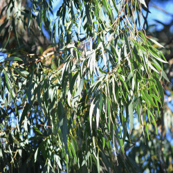 Eucalyptus macarthurii par Quichottelixer- sur Wikimedia commons