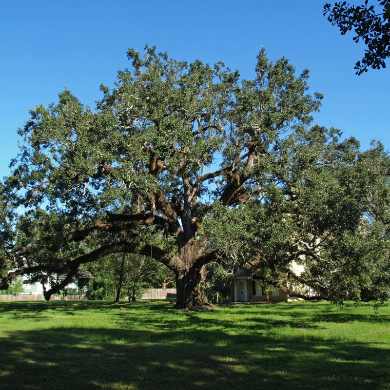 Quercus virginiana par Chris Pruitt Wikimedia