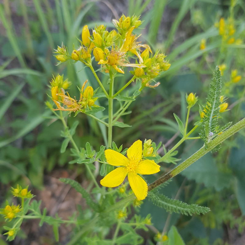 Sachet Graines Millepertuis Hypericum Perforatum - Les Graines Bocquet