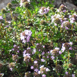 Satureja montana par Endogène sur Wikimedia commons