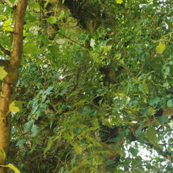 Betula pubescens - Semences du Puy
