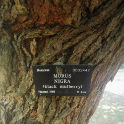 Morus nigra Semences du Puy