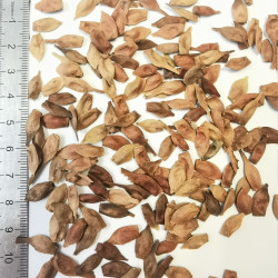 Graines désailés d'Acer tegmentosum - Semences du Puy