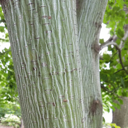 Acer tegmentosum de Dan Keck from Ohio, CC0, via Wikimedia Commons