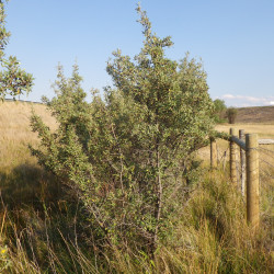 Shepherdia argentea de Matt Lavin, CC BY-SA 2.0, via Wikimedia Commons