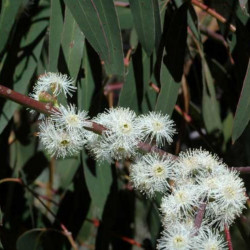 Eucalyptus perriniana de Murray Fagg, CC BY 3.0 AU, via Wikimedia Commons