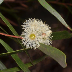 Eucalyptus apiculata de Murray Fagg, CC BY 3.0 AU, via Wikimedia Commons