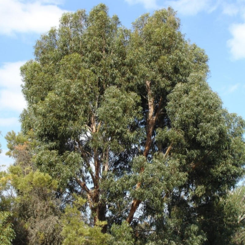 Eucalyptus cordata de HelloMojo sur Wikipédia anglais, Public domain, via Wikimedia Commons