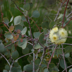 Eucalyptus orbifolia de Tatiana Gerus from Brisbane, Australia, CC BY-SA 2.0, via Wikimedia Commons