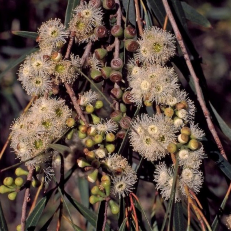 Eucalyptus pulchella de Ivan G. Holliday, CC BY 3.0 AU, via Wikimedia Commons