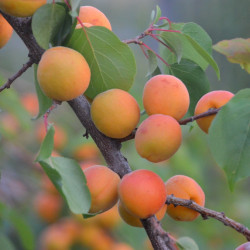 Prunus armeniaca par RuffnerRobinson de Pixabay