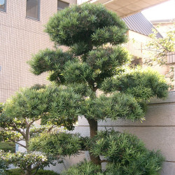 Podocarpus macrophyllus de KENPEI, CC BY-SA 3.0, via Wikimedia Commons