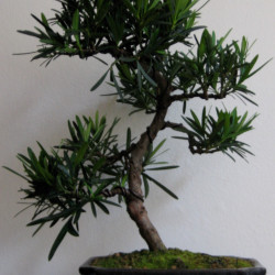 Podocarpus macrophyllus de Urban Hafner, CC BY-SA 2.0, via Wikimedia Commons