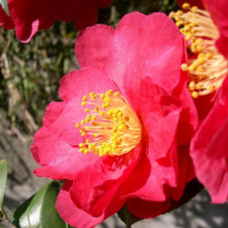 Camellia sasanqua de KENPEI, CC BY-SA 3.0, via Wikimedia Commons