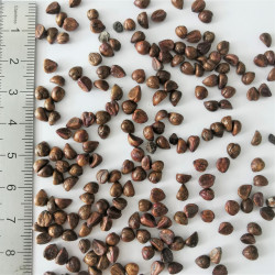 Graines de Parthenocissus quinquefolia - Semences du Puy