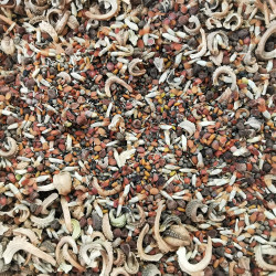 Mélange de graines pour fleurissement couvre sol - Semences du Puy