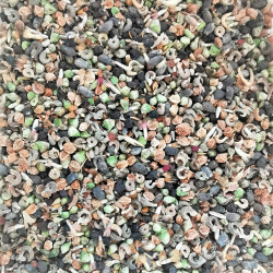 Mélange de graines de fleurs sauvages pour friches - Semences du Puy