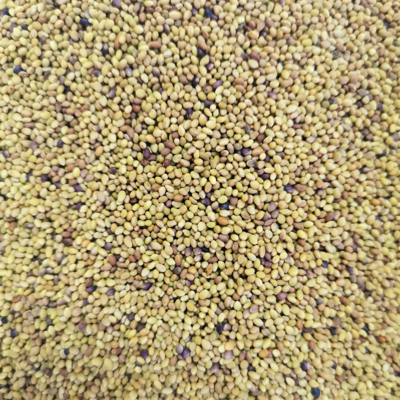 Trèfle Incarnat (Trifolium Incarnatum) | | Comptoir