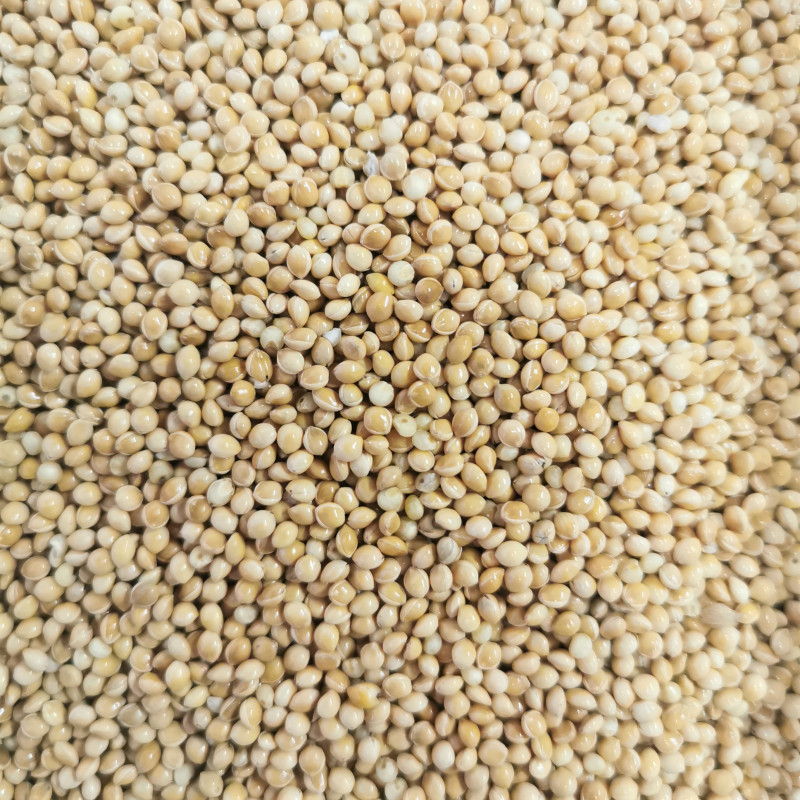 Graines De Millet Blanc Semences De Panicum Miliaceum