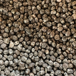 Graines de Lupinus angustifolius par Semences du Puy