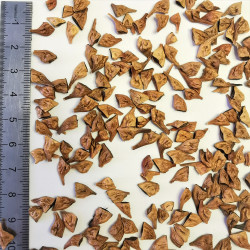 Graines désailées d'Acer glabrum - Semences du Puy
