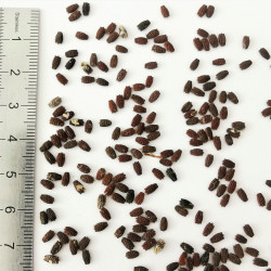 Graines de Passiflora foetida - Semences du Puy
