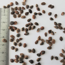 Graines de Passiflora mollissima - Semences du Puy