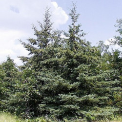 Picea glauca de MPF, Public domain, via Wikimedia Commons