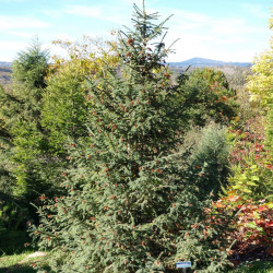 Picea purpurea de Daderot, CC0, via Wikimedia Commons