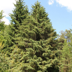 Picea schrenkiana de Crusier, CC BY-SA 3.0, via Wikimedia Commons
