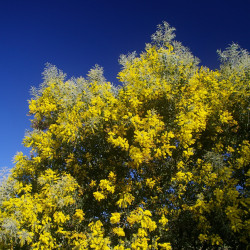 Acacia podalyriifolia de John Robert McPherson, CC BY-SA 4.0,  via Wikimedia Commons