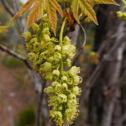 Acer macrophyllum de Thayne Tuason, CC BY-SA 4.0, via Wikimedia Commons