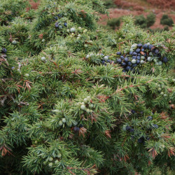 Juniperus communis de Chris Cant from Cumbria, UK, CC BY 2.0, via Wikimedia Commons